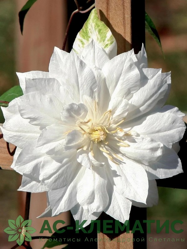 Клематис Букет Невесты (Brides Bouquet)