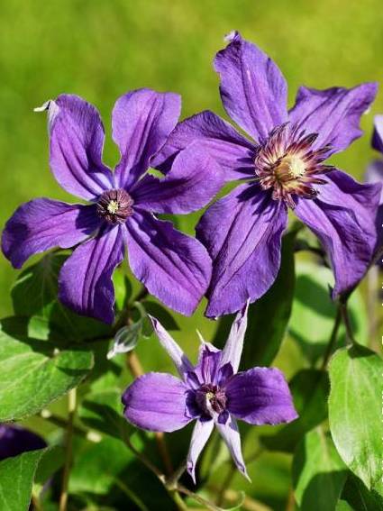 Клематис Сафира Виолетта (Saphyra Violetta)