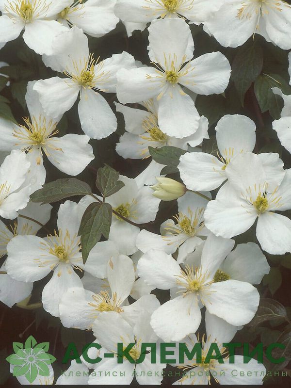 Клематис Грандифлора (Grandiflora)