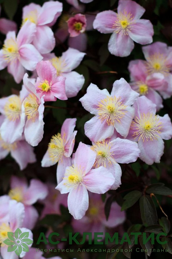 Клематис Тетрароза (Tetrarose)