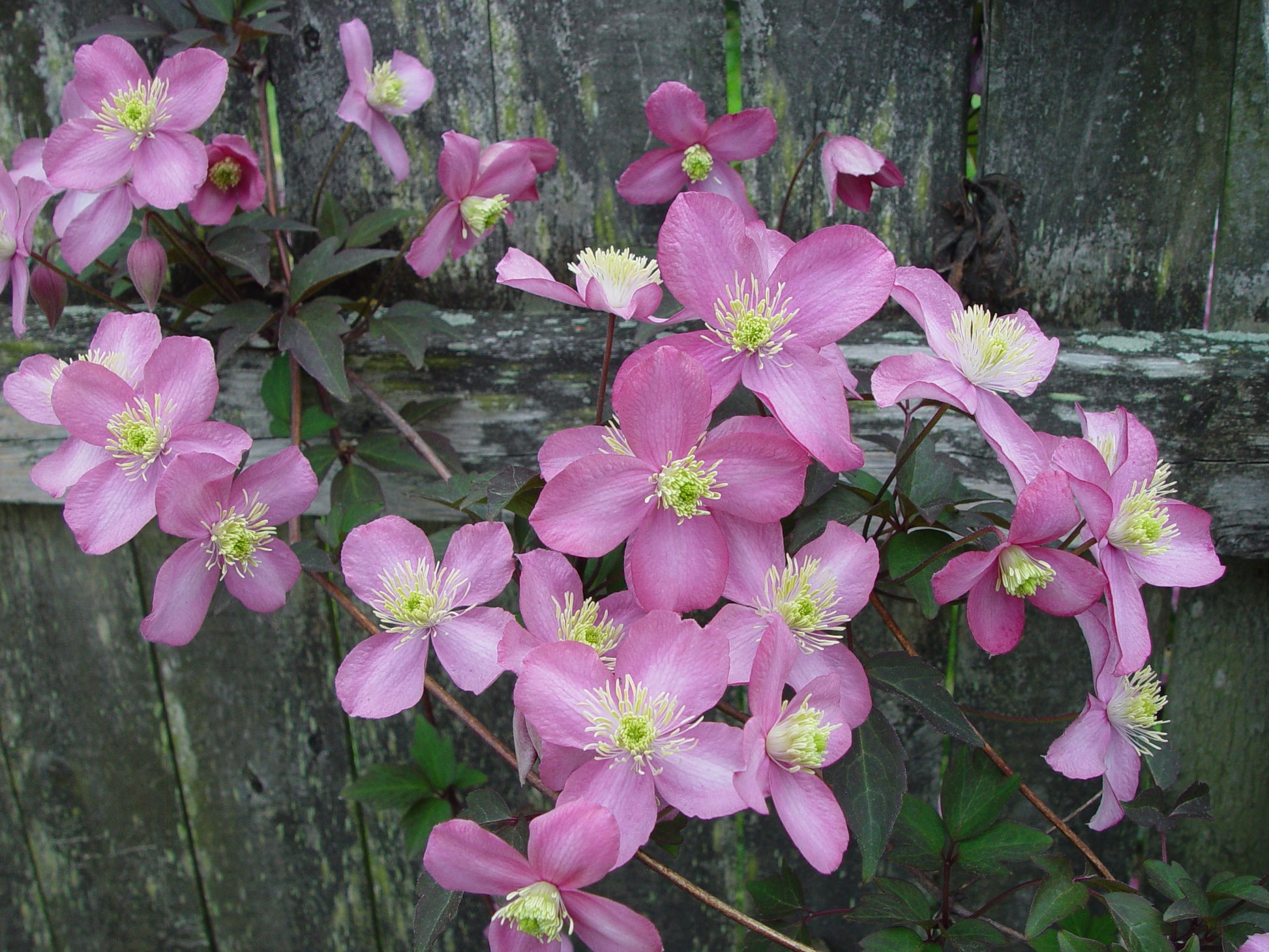 Клематис Тетрароза (Tetrarose)