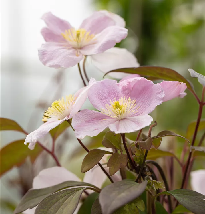 Клематис Тетрароза (Tetrarose)