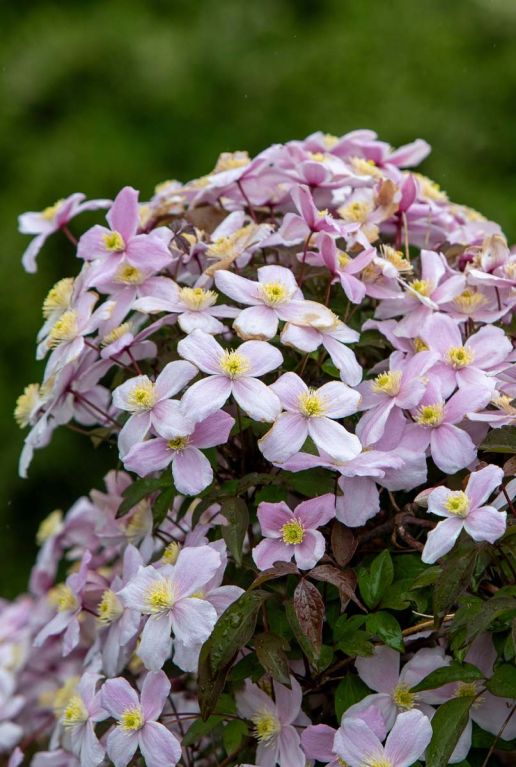 Клематис Тетрароза (Tetrarose)
