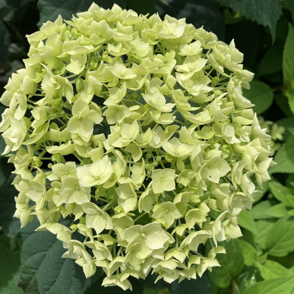 Гортензия ФлауэрВау (FlowerWow)