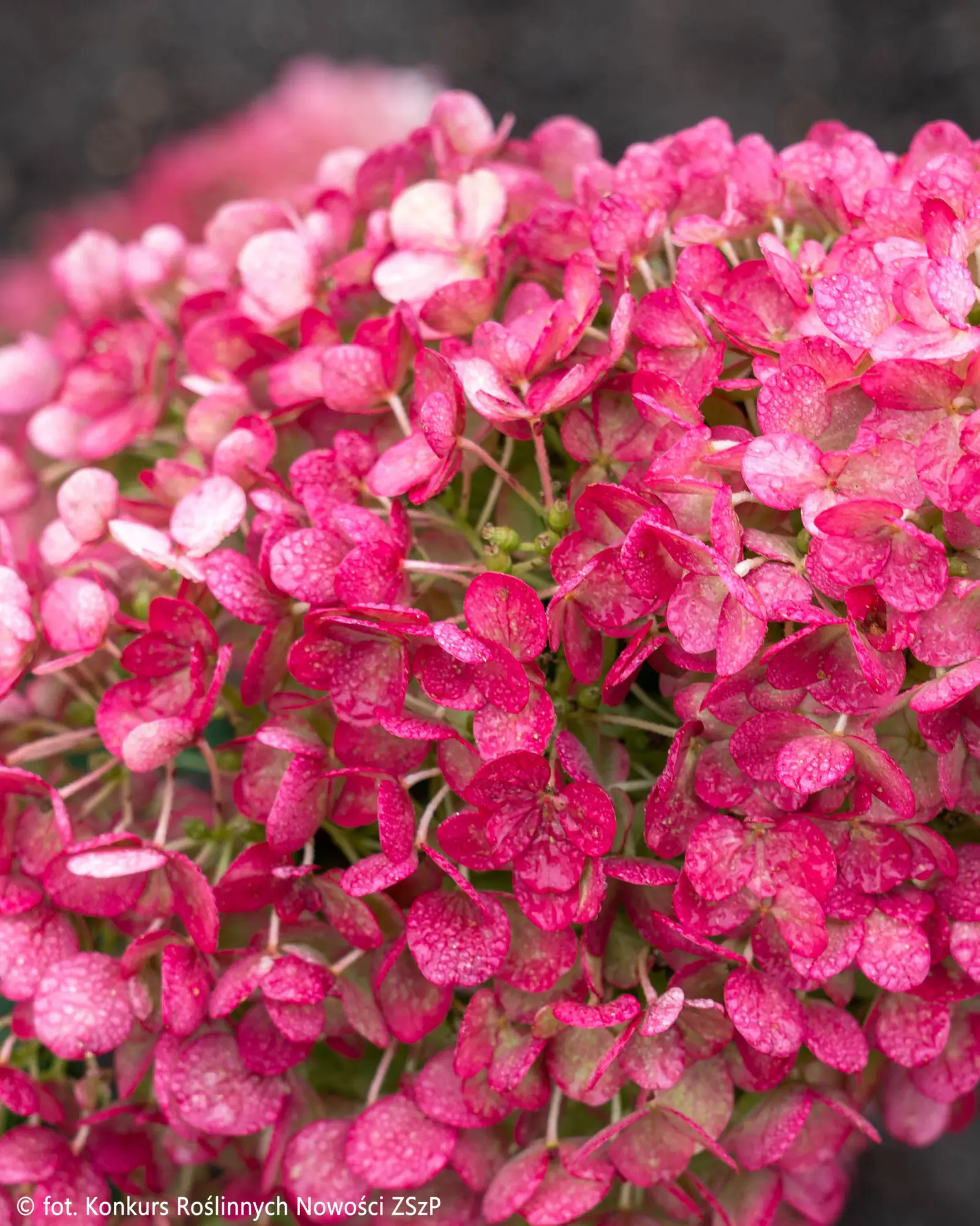 Гортензия Ливинг Литтл Рози (Living Little Rosy)