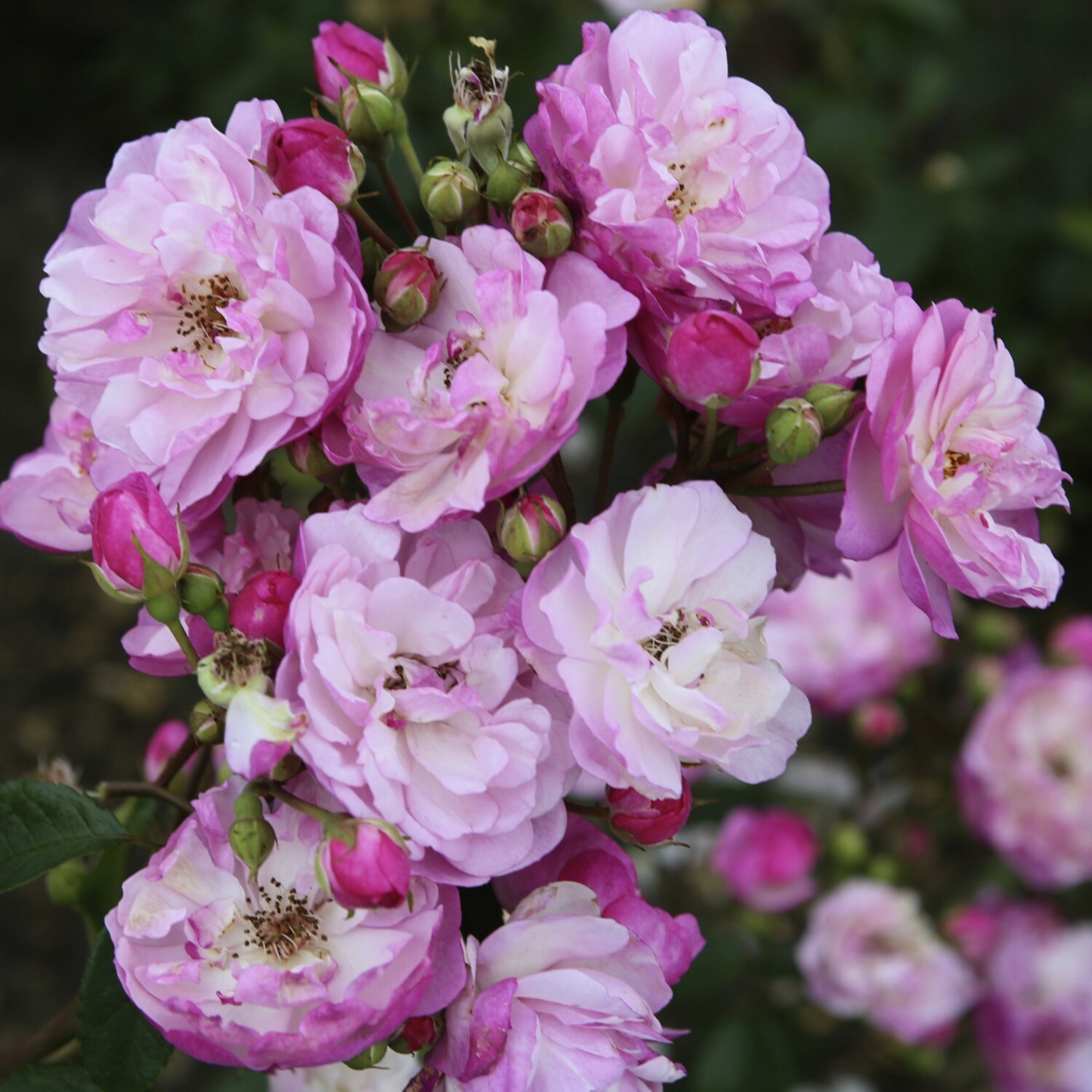 Роза Лавендер Силуэтта (Lavender Siluetta)