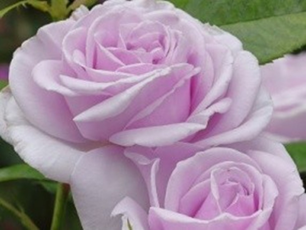Роза Пасифик Блю (Pacific Blue)