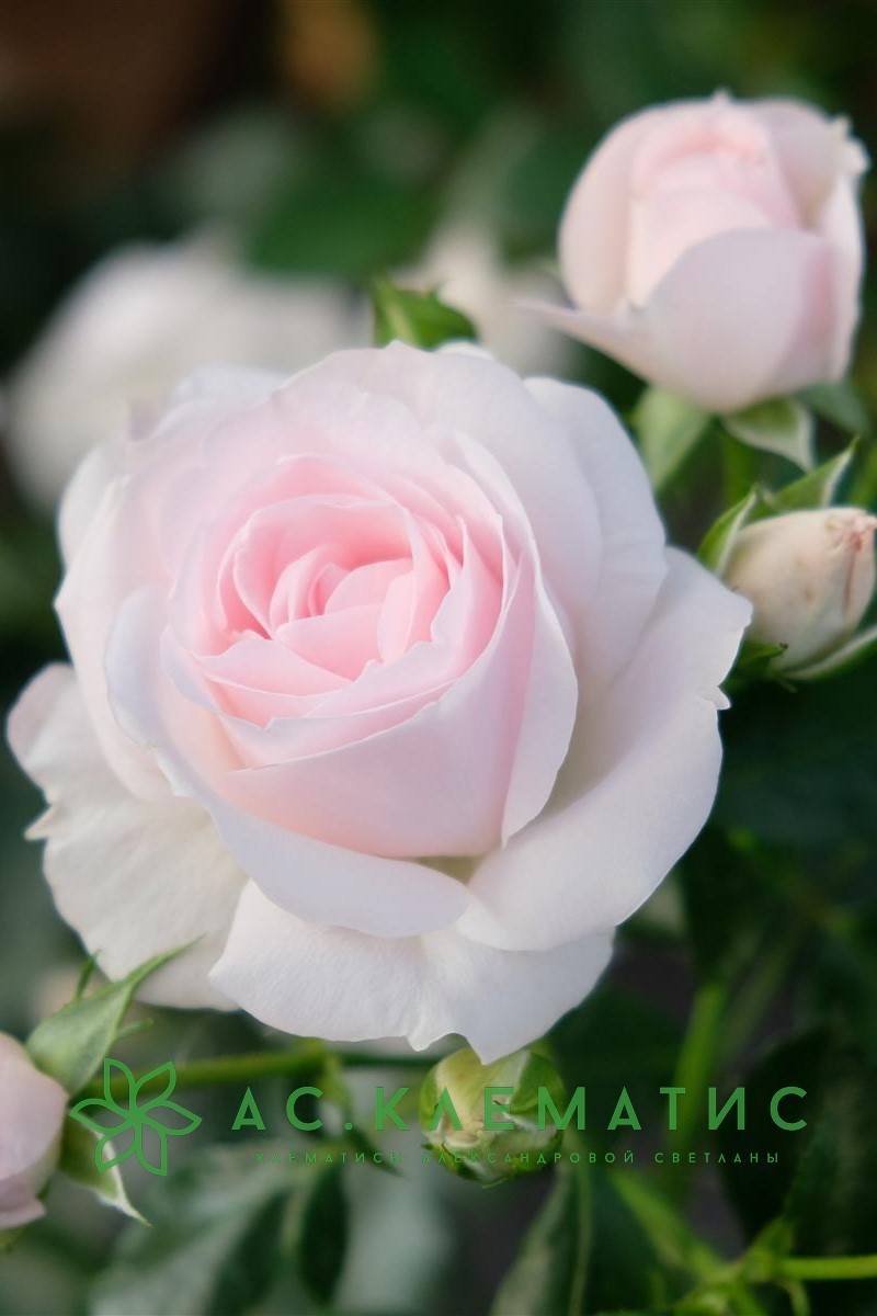 Роза Аспирин (Aspirin Rose)