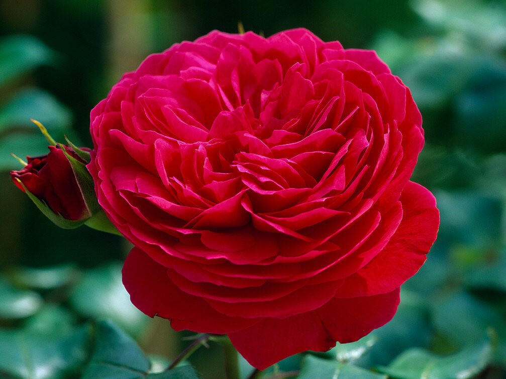 Роза Рэд Леонардо да Винчи (Red Leonardo da Vinci)