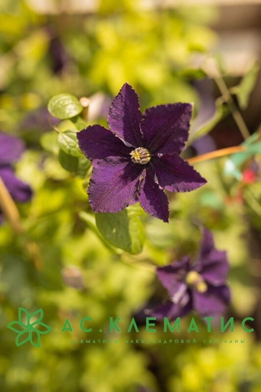 Клематис Распутин (Rasputin)