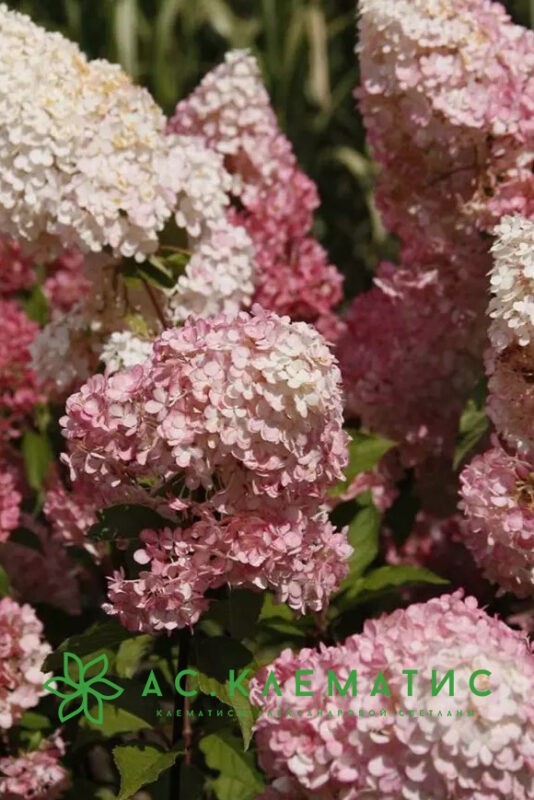 Гортензия Ванилла Фрайз на штамбе (Vanille Fraise)