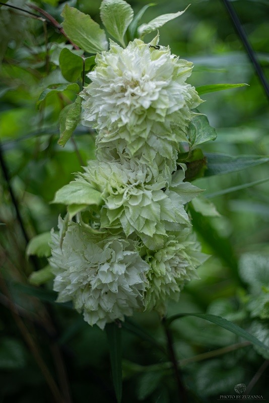 Клематис Мидори (Midori)
