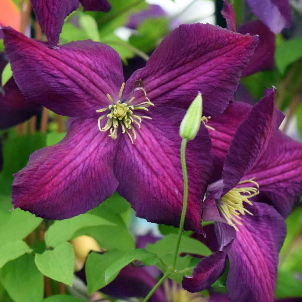 Клематис Жакмани Пурпуреа (Jackmanii Purpurea)