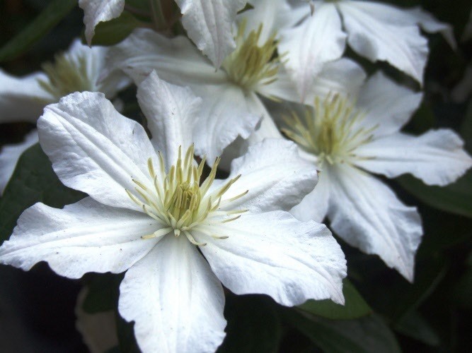 Клематис Белая Арабелла (White Arabella)