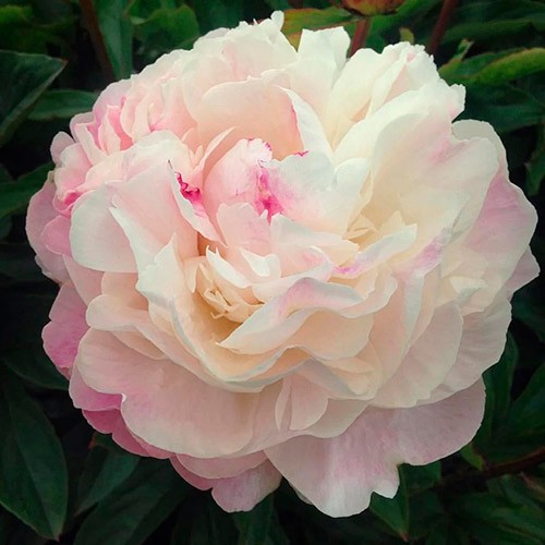 Пион Гардения (Gardenia)