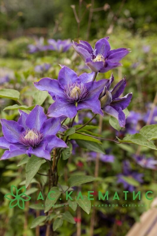 Клематис Мульти Блю (Multi Blue)