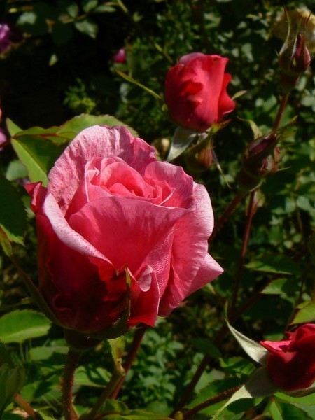 Роза Морден Руби (Morden Ruby)