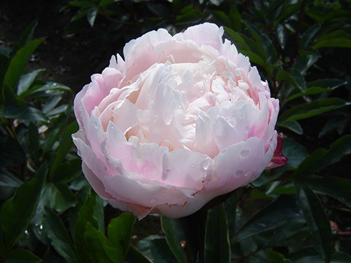 Пион Гардения (Gardenia)