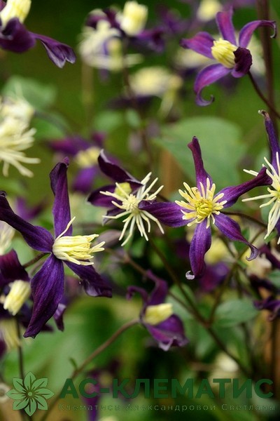 Клематис Ароматика (Aromatica)