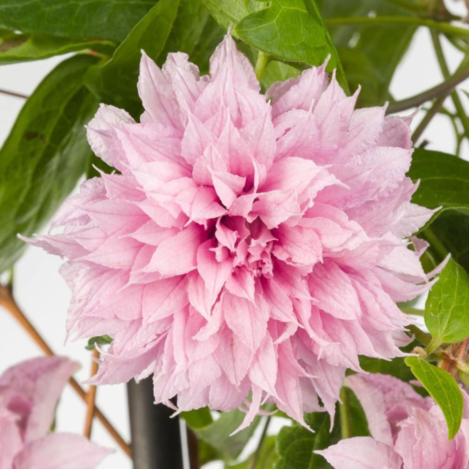 Клематис Мульти Пинк (Multi Pink)