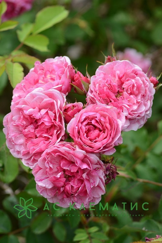 Роза Морден Руби (Morden Ruby)