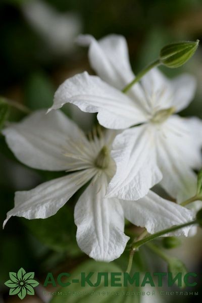 Клематис Белая Арабелла (White Arabella)