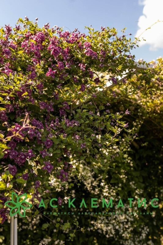 Клематис Пурпуреа Плена Элеганс (Purpurea Plena Elegans)