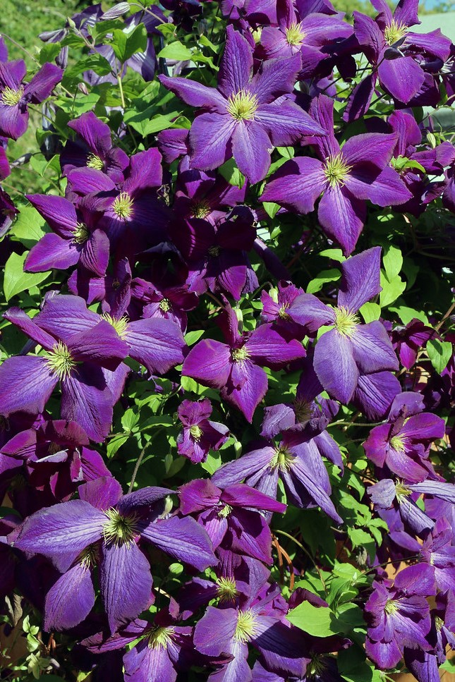 Клематис Жакмани Пурпуреа (Jackmanii Purpurea)