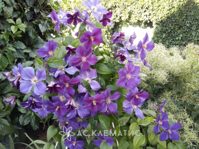 Клематис Стар оф Индия (Star of India)