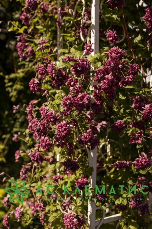 Клематис Пурпуреа Плена Элеганс (Purpurea Plena Elegans)