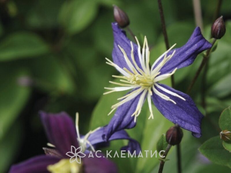 Клематис Ароматика (Aromatica)