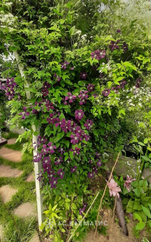 Клематис Этуаль Виолетт (Etoile Violette)