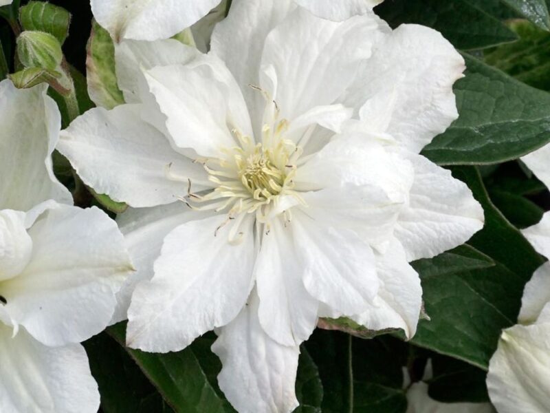 Клематис Белая Арабелла (White Arabella)