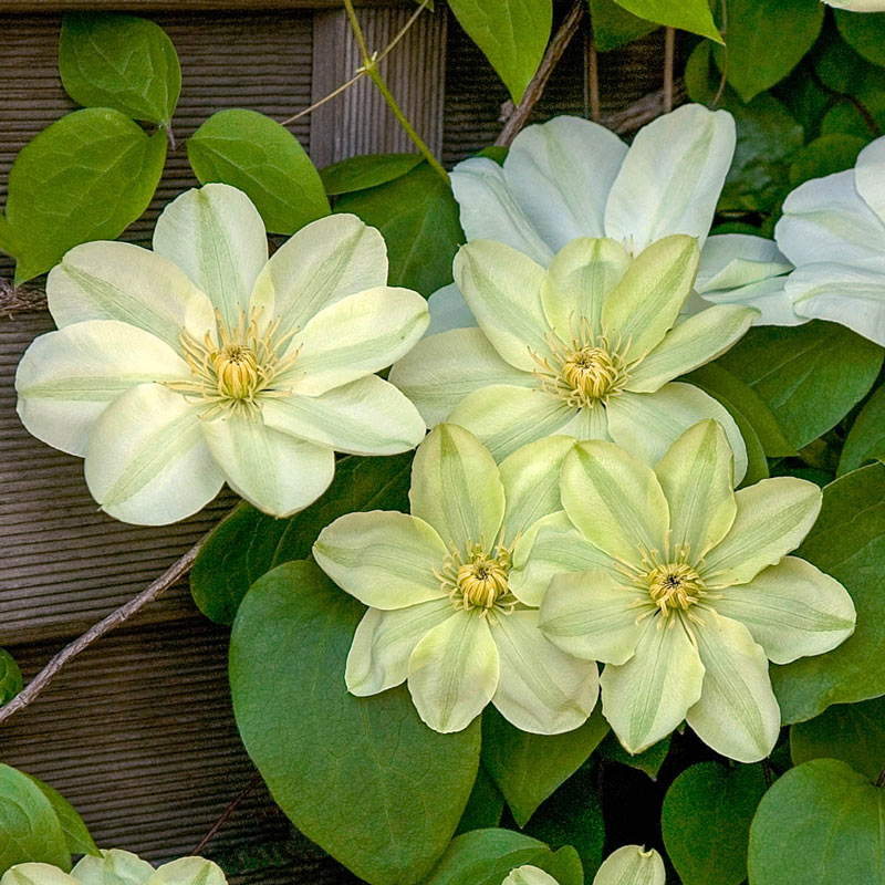 Клематис Дженси Крим (Guernsey Cream)