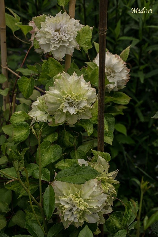 Клематис Мидори (Midori)
