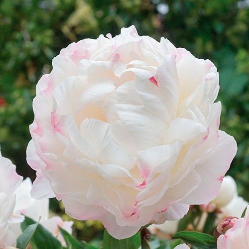 Пион Гардения (Gardenia)