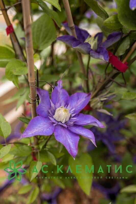Клематис Мульти Блю (Multi Blue)