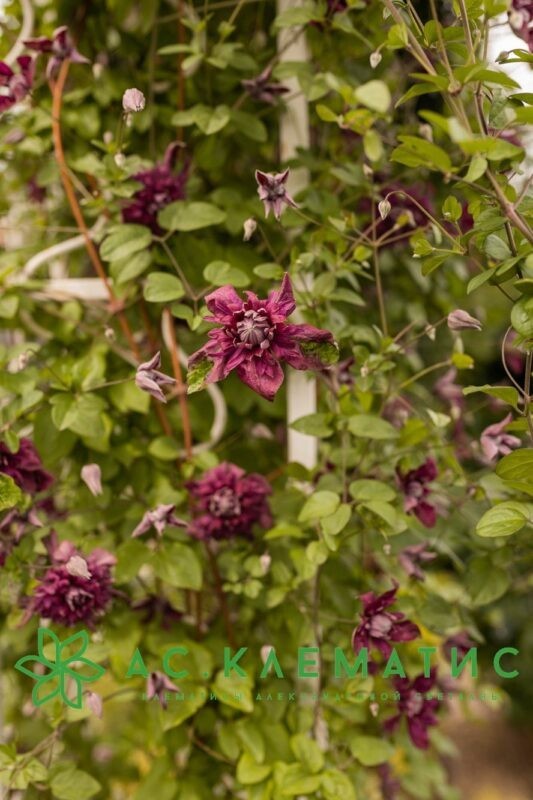 Клематис Пурпуреа Плена Элеганс (Purpurea Plena Elegans)