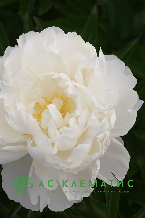 Пион Гардения (Gardenia)
