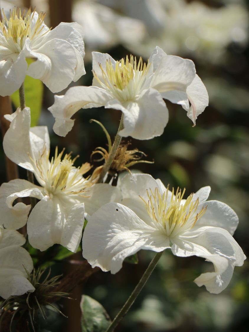 Клематис Белая Арабелла (White Arabella)