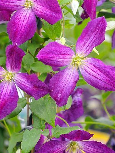 Клематис Жакмани Пурпуреа (Jackmanii Purpurea)