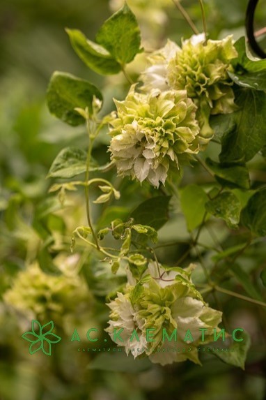 Клематис Мидори (Midori)