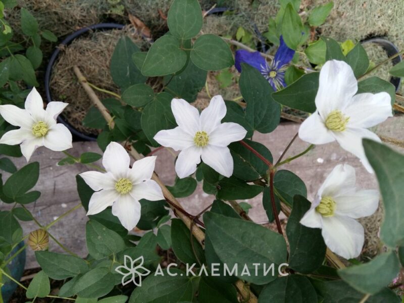 Клематис Хулдайн (Huldine)