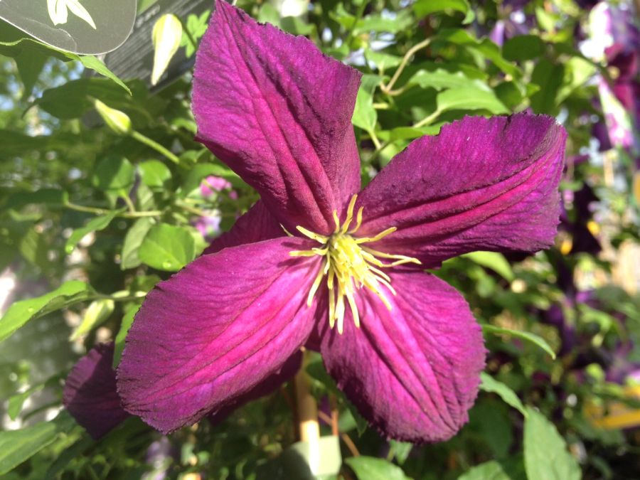 Клематис Жакмани Пурпуреа (Jackmanii Purpurea)