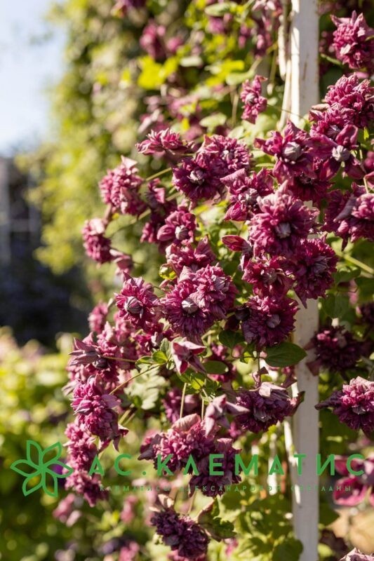 Клематис Пурпуреа Плена Элеганс (Purpurea Plena Elegans)