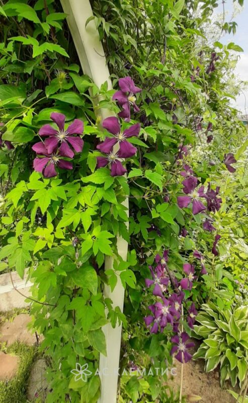 Клематис Этуаль Виолетт (Etoile Violette)