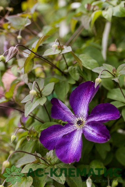 Клематис Веноза Виолация (Venosa Violacea)