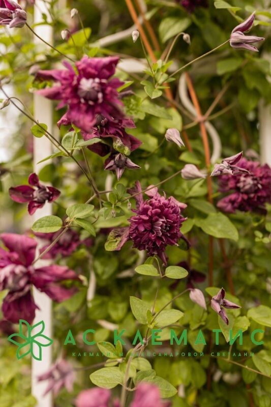 Клематис Пурпуреа Плена Элеганс (Purpurea Plena Elegans)