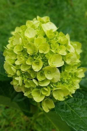 Гортензия Мохито (Mojito) 3 летний