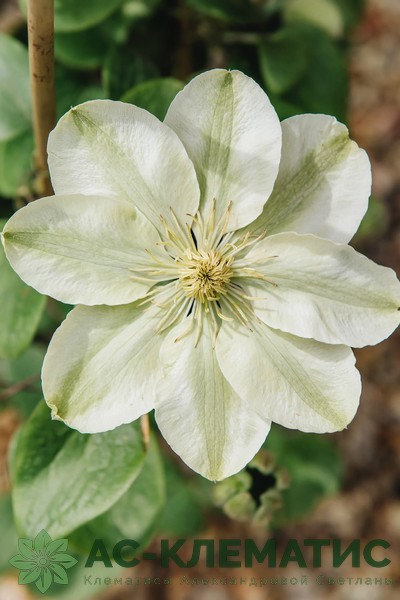 Клематис Дженси Крим (Guernsey Cream)